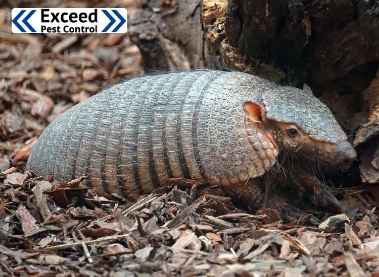Safe and Humane Methods for Armadillo Removal: Best Practices for Residential Areas