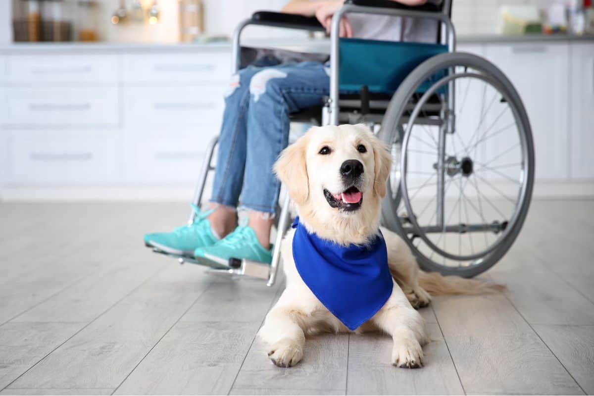 Sierra Canine: Elevating Canine Care with Premier Service Dogs, Dog Boarding, and Expert Training in Northern California